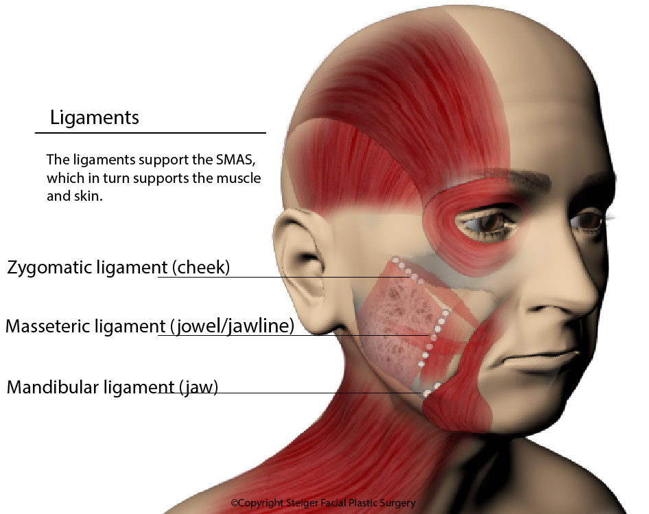 the ligaments of the face